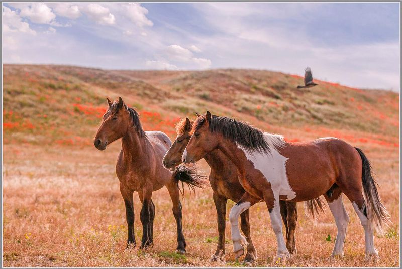 у села  камышово В Астраханских прериях фото превью
