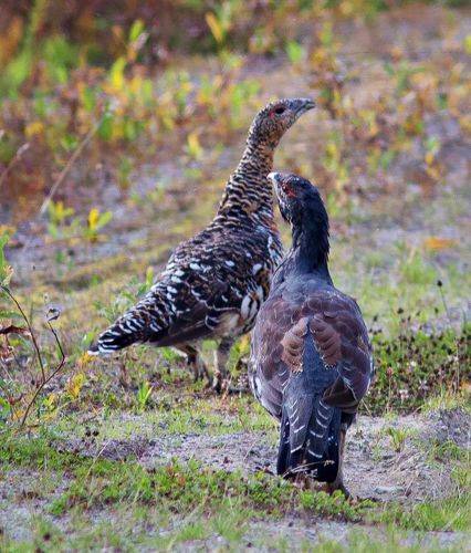 Глухарь и капалуха