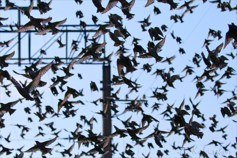 скворцы Пернатая саранча фото превью