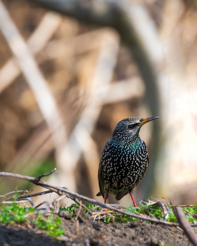 Про скворца фото превью