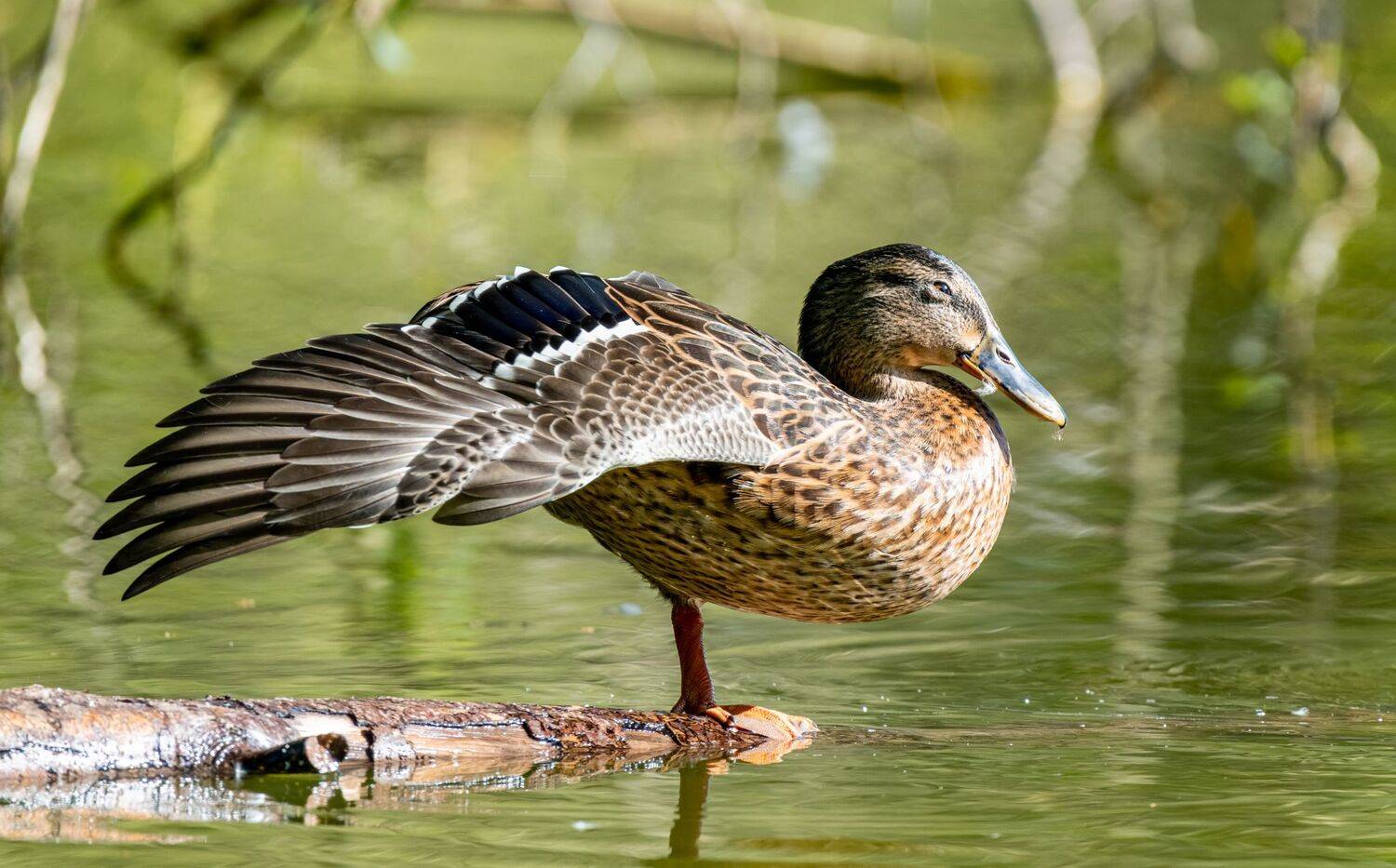 , Дэм Константин