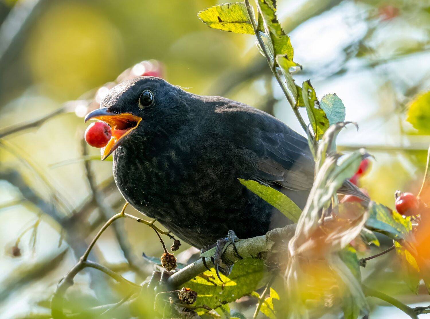 , Дэм Константин