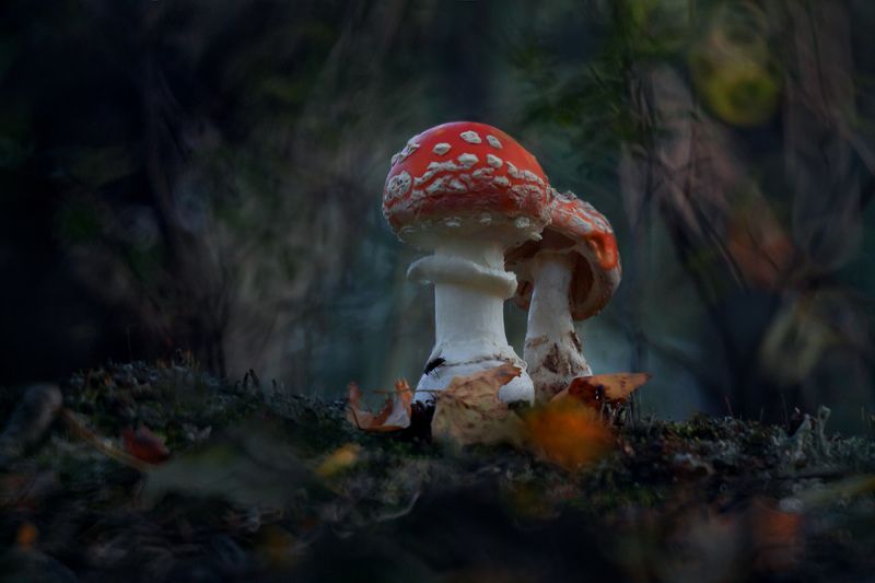 Осень фото превью