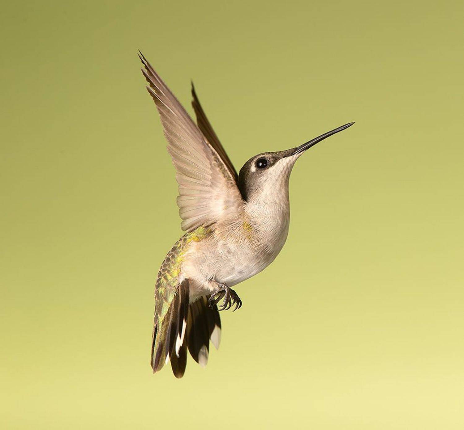 колибри,ruby-throated hummingbird, hummingbird, Etkind Elizabeth