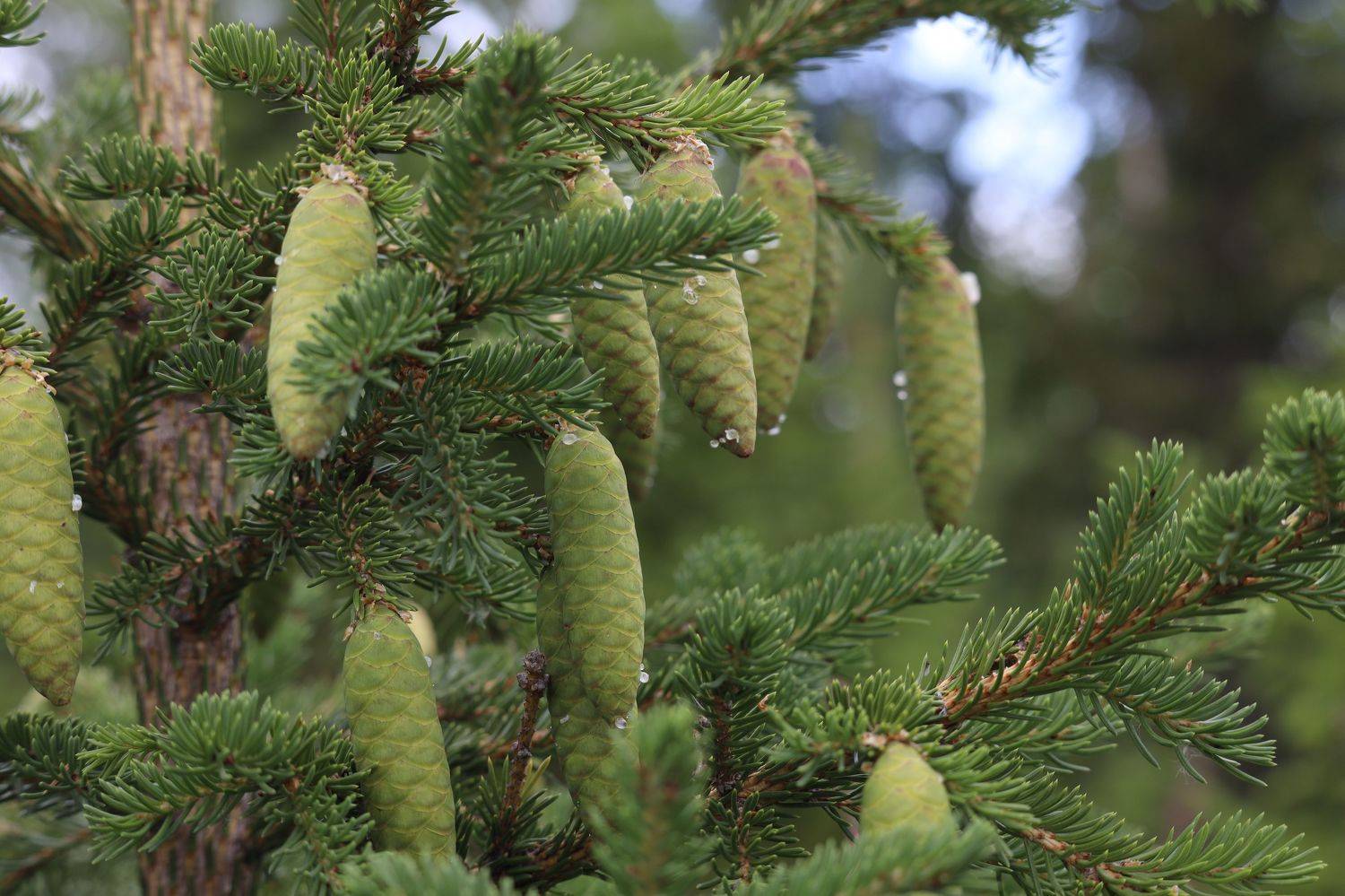 природа шишки, Колосова Елена