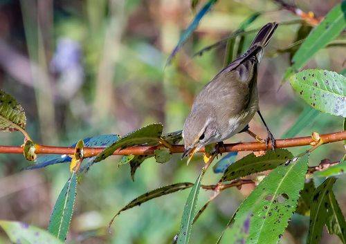 Пеночка тенковка