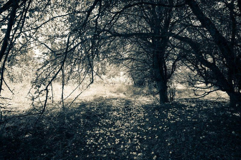 Алыча фото превью