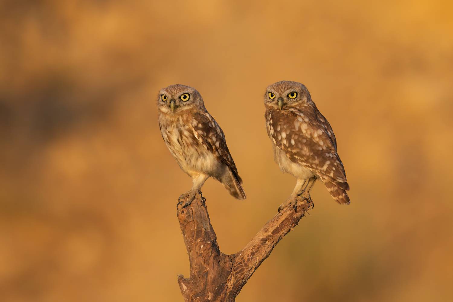 , Фруман Евгений