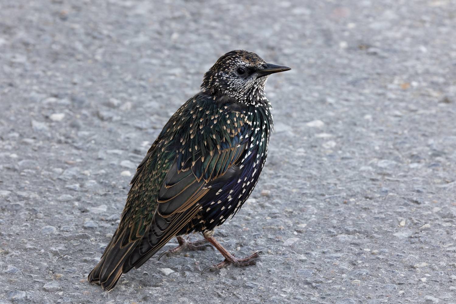 Скворец. , Пономарев Илья