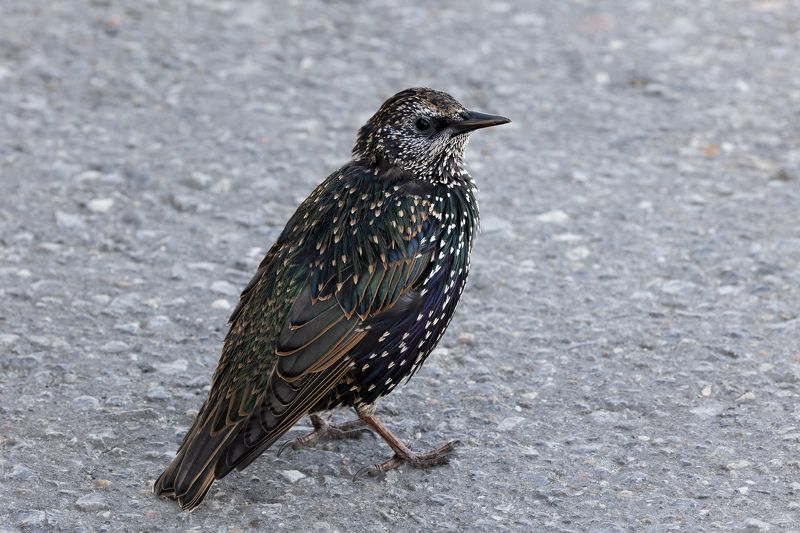 Скворец.  Аристократ фото превью