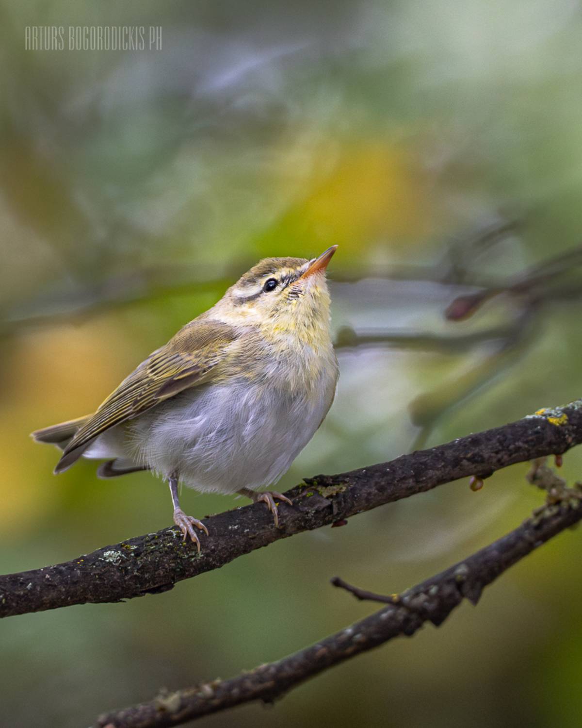 пеночка-теньковка phylloscopus collybita common chiffchaff птицы орнитология birds, Богородицкий Артур