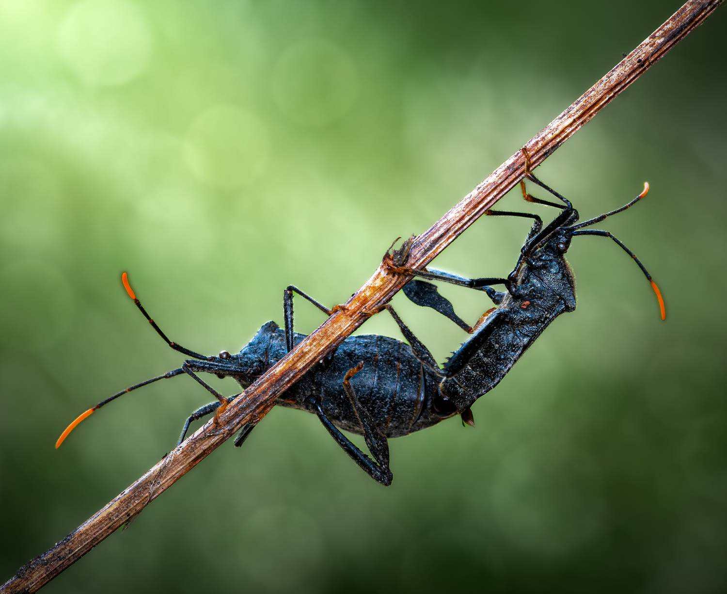 insect, beetle, bug, bugs, leaf, grass, macro, spring, love,, Atul Saluja