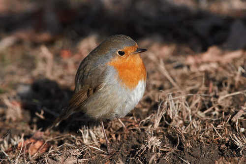 Erithacus rubecula