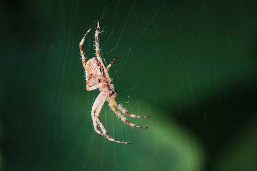 Крестовичка