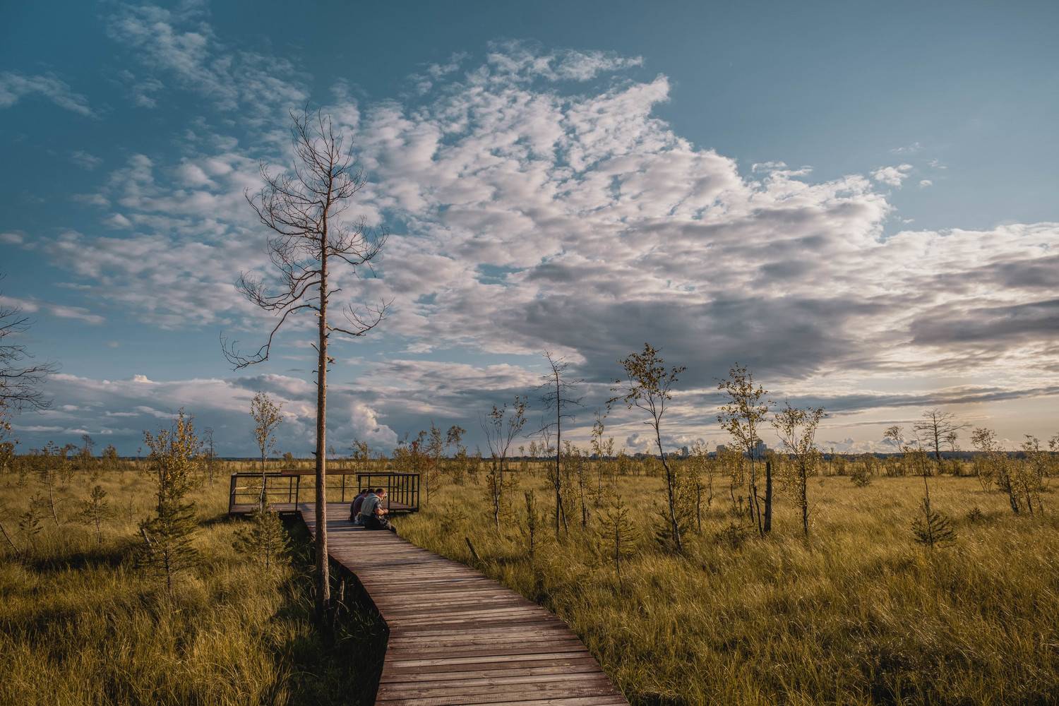 природа, пейзаж, закат, вечер, болото, landscape, nature, swamp, Наталья Деменкова