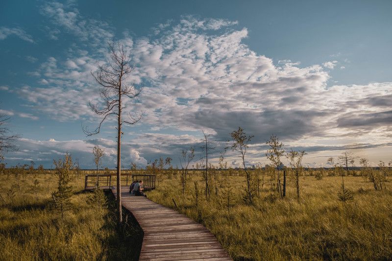 Вечер на Сестрорецком болоте фото превью