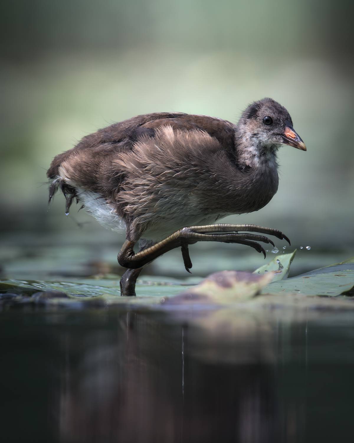 , Поляков Михаил