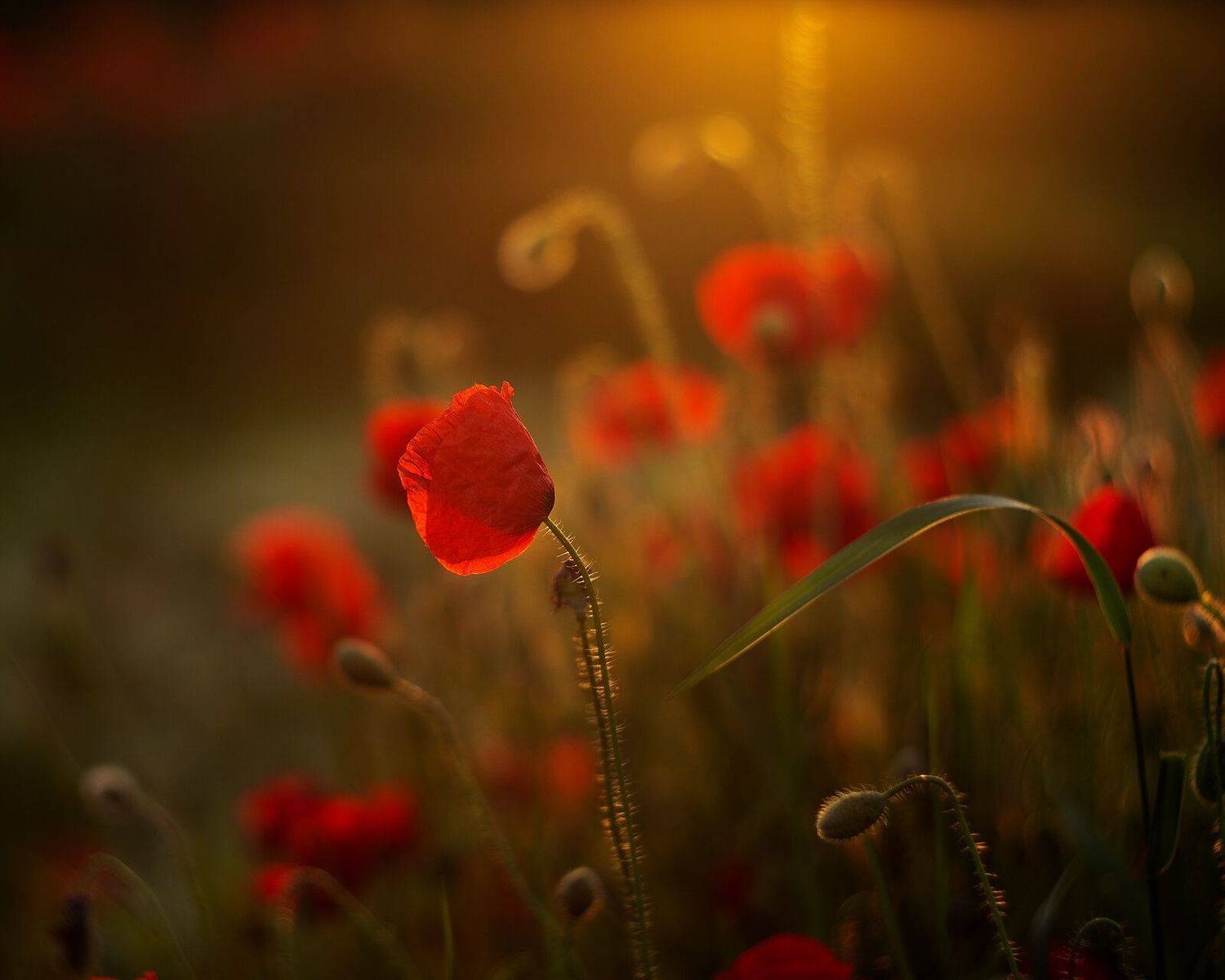 мак, Станка Петрова