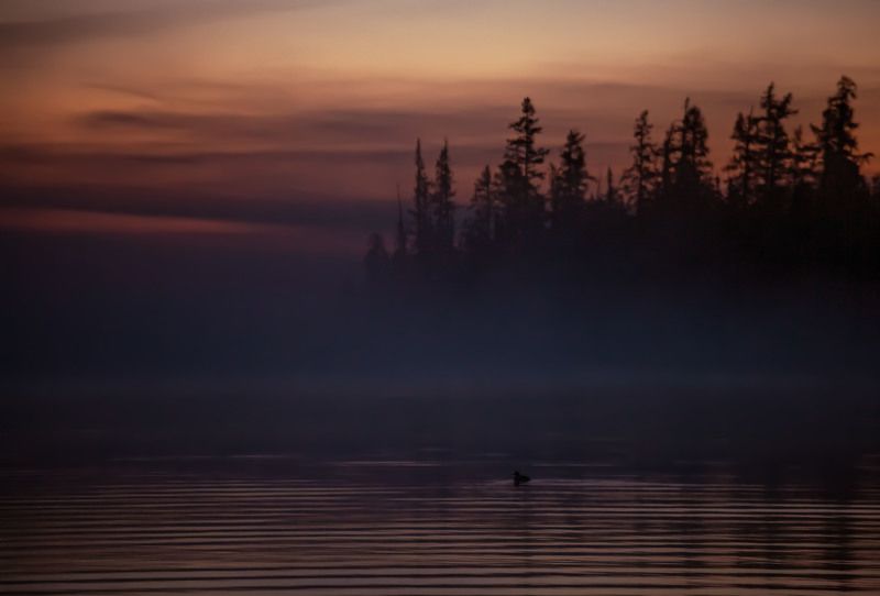 Утро в лесу фото превью