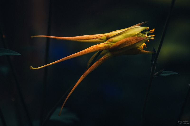 Dream фото превью