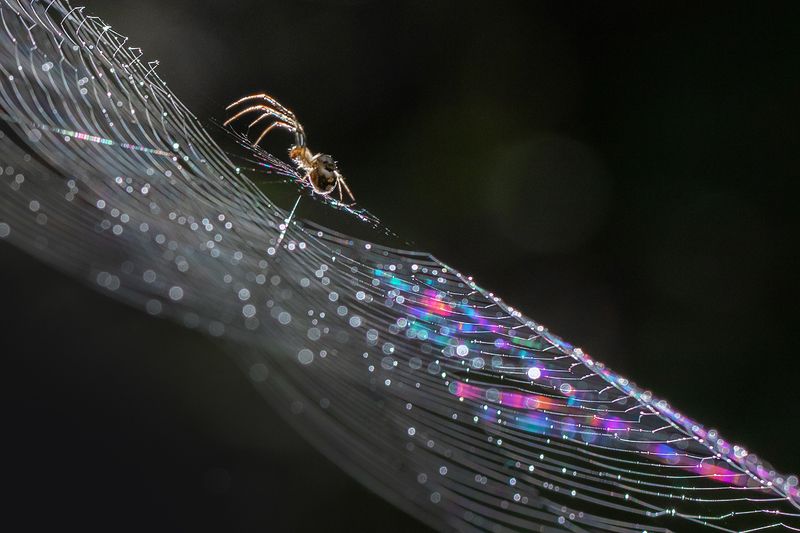 паук, паутина, капли Паучок и паутина фото превью