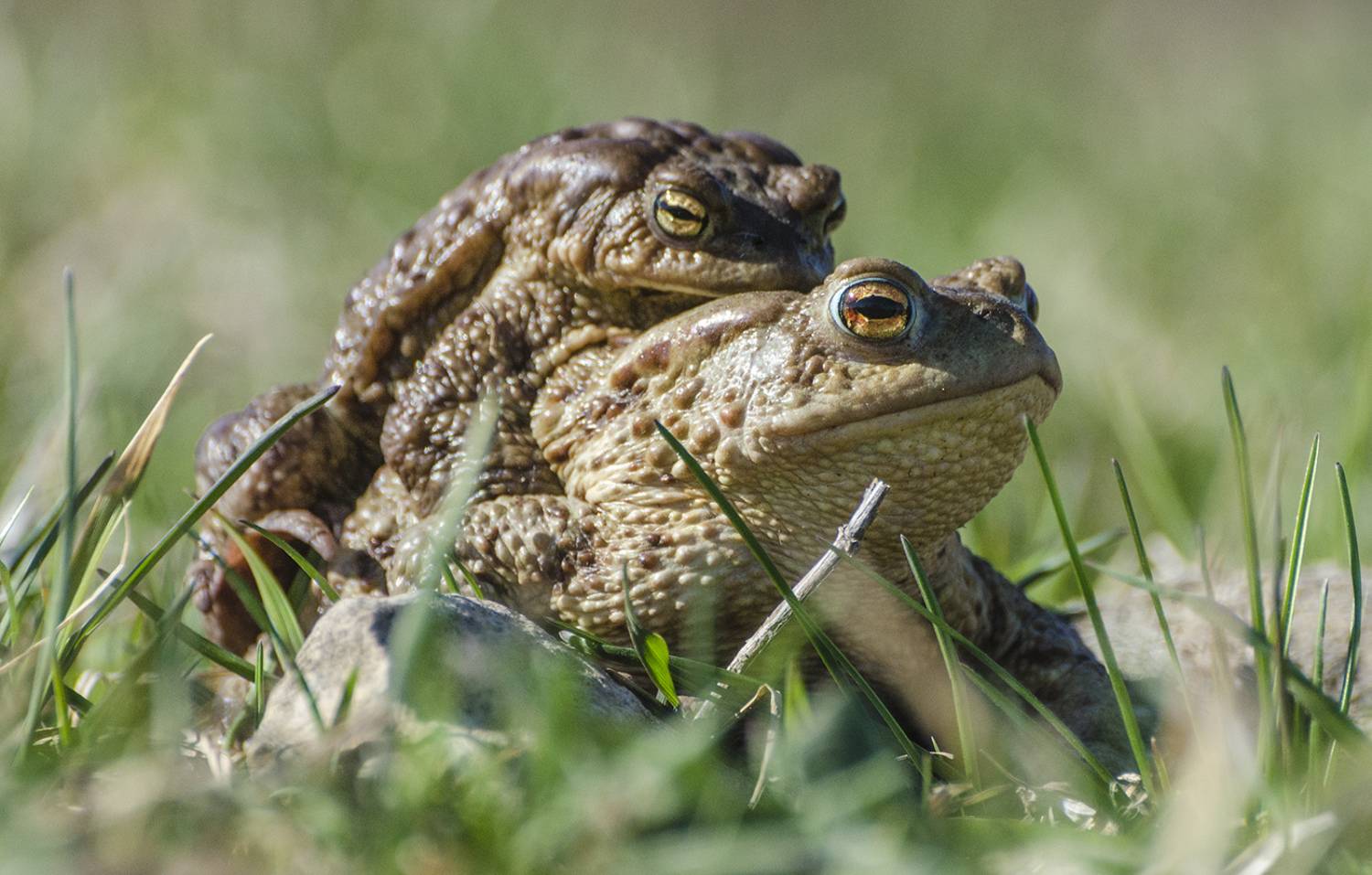 серые жабы, брачный сезон, Михаил Агеев