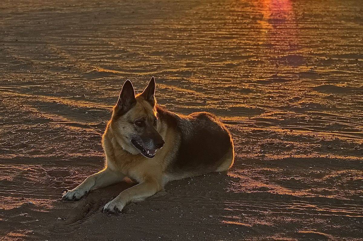 , Николаев Владимир