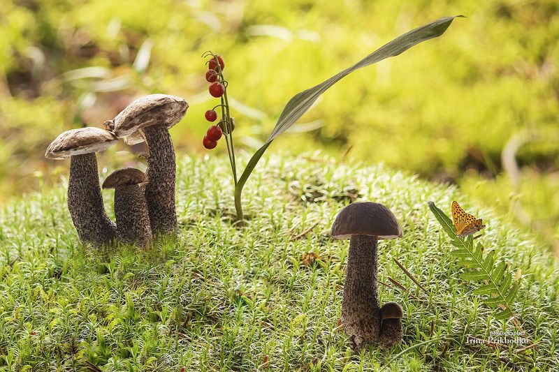 постановочное фото, натюрморт, природа, грибы, растения, лето из серии Лесные сказки фото превью