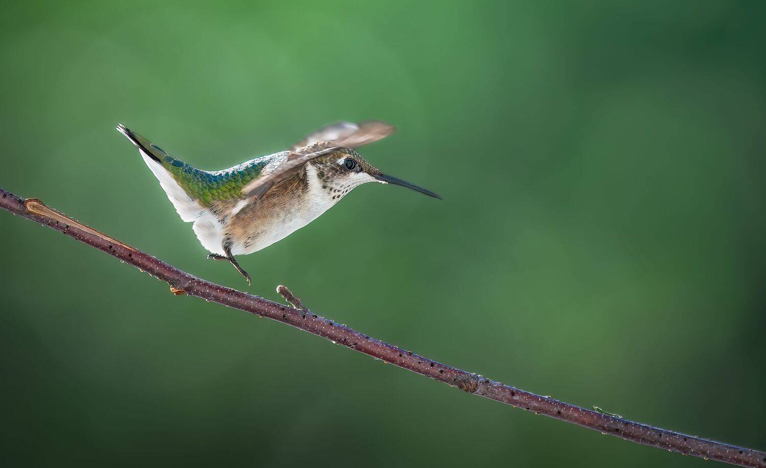 bird, humming, hummingbird, hummingbirds, hummer, rufous, nature, animals, wild, action, dynamic, Atul Saluja