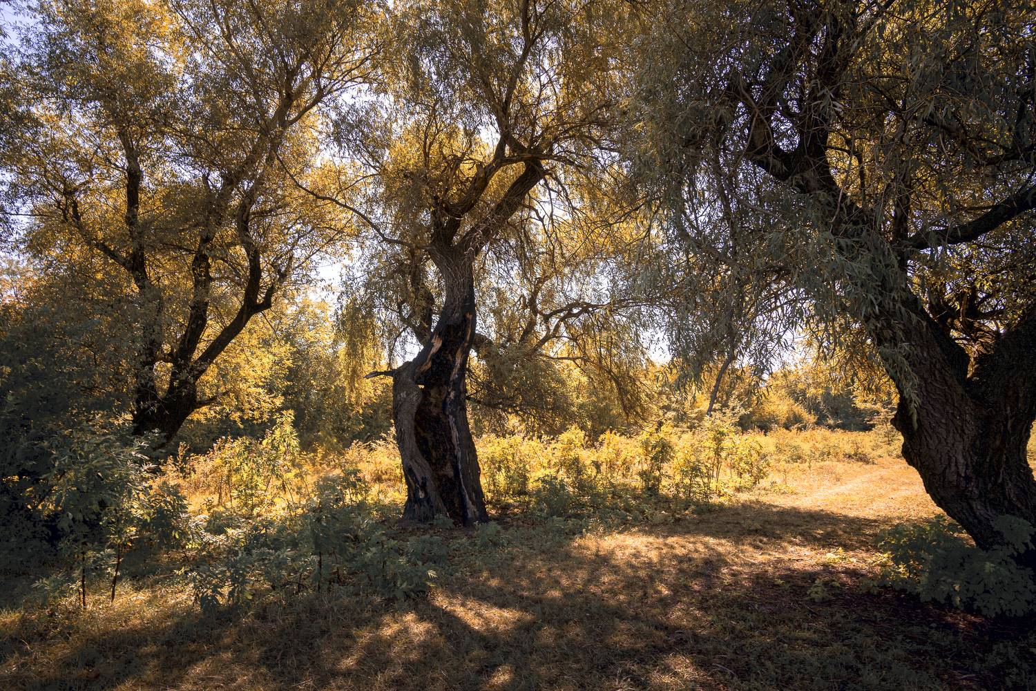 , Вадим Коваленко