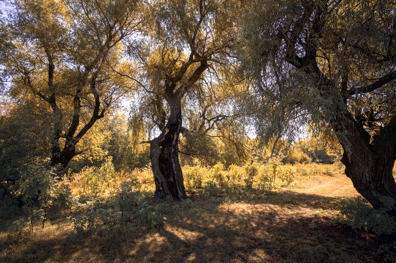 Полдень осени фото превью