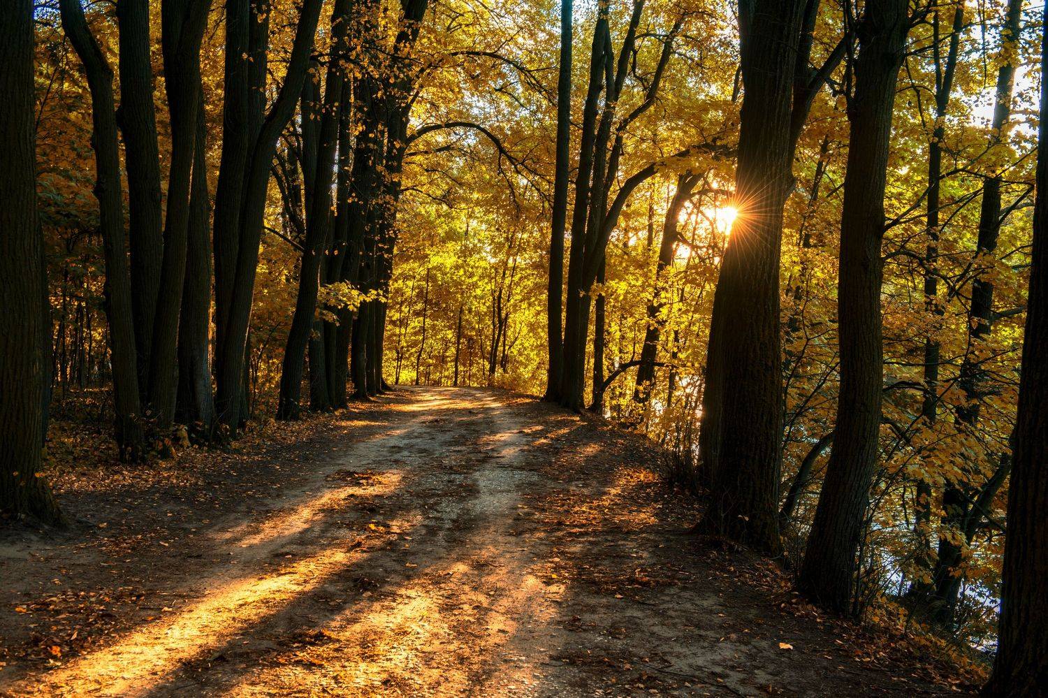 осень,природа,пейзаж,парк,закат , Павел Ныриков