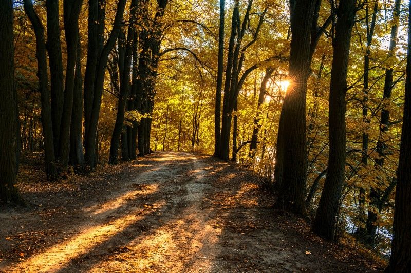 осень,природа,пейзаж,парк,закат  Осенний закат фото превью