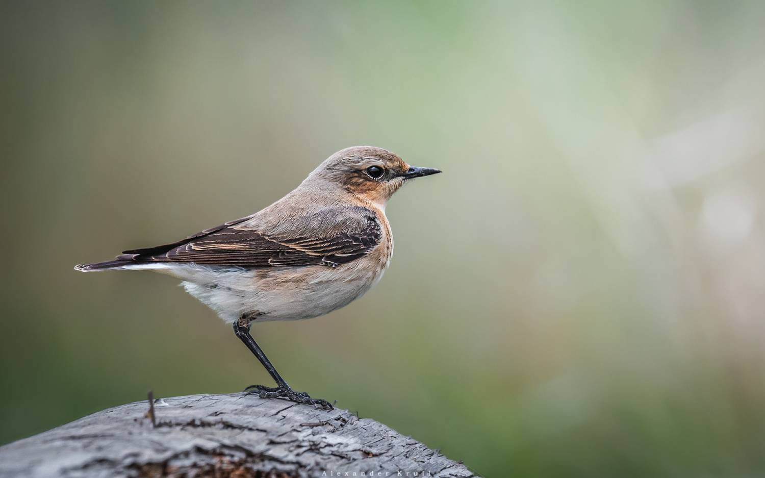 каменка, Круль Александр