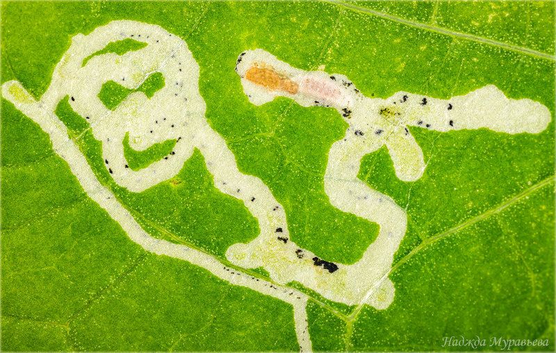 лист, абстракция, макрофото, макроклуб, червячок, - Кто, кто в лстике живёт? фото превью