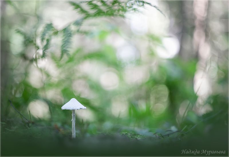 coprinopsis nivea, навозник белоснежный, гриб, макро, макропейзаж, макроклуб.орг, И тут - я, весь в белом. фото превью