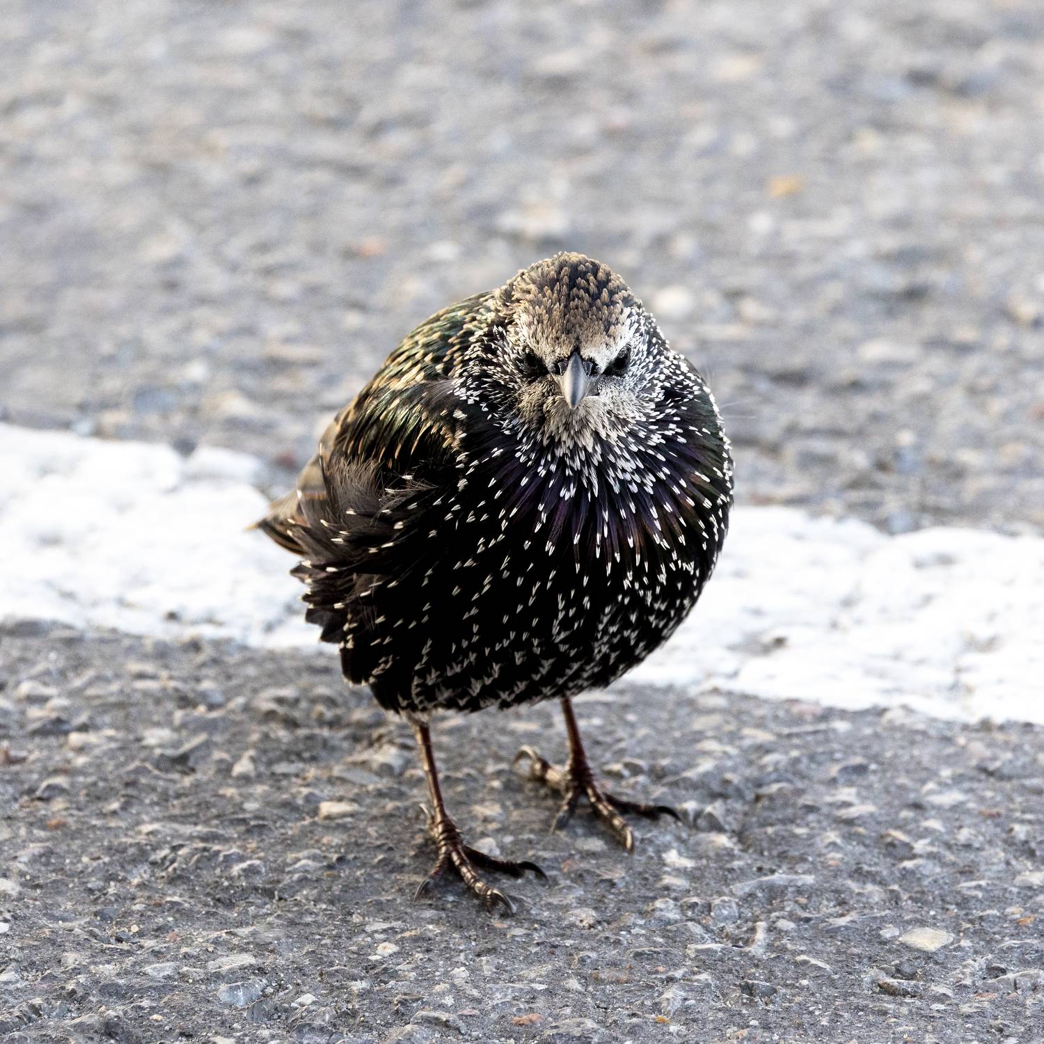Скворец, сердитая птица, Пономарев Илья