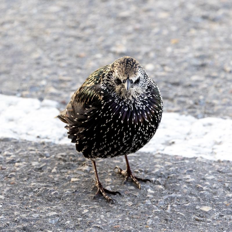 Скворец, сердитая птица Angry bird фото превью
