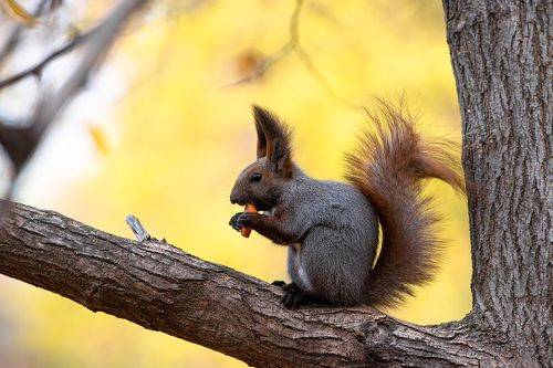 Sciurus vulgaris
