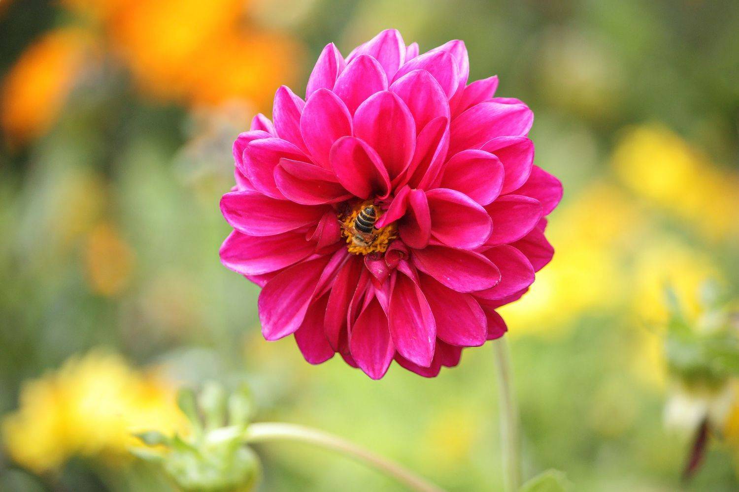 геотргина, КарОл