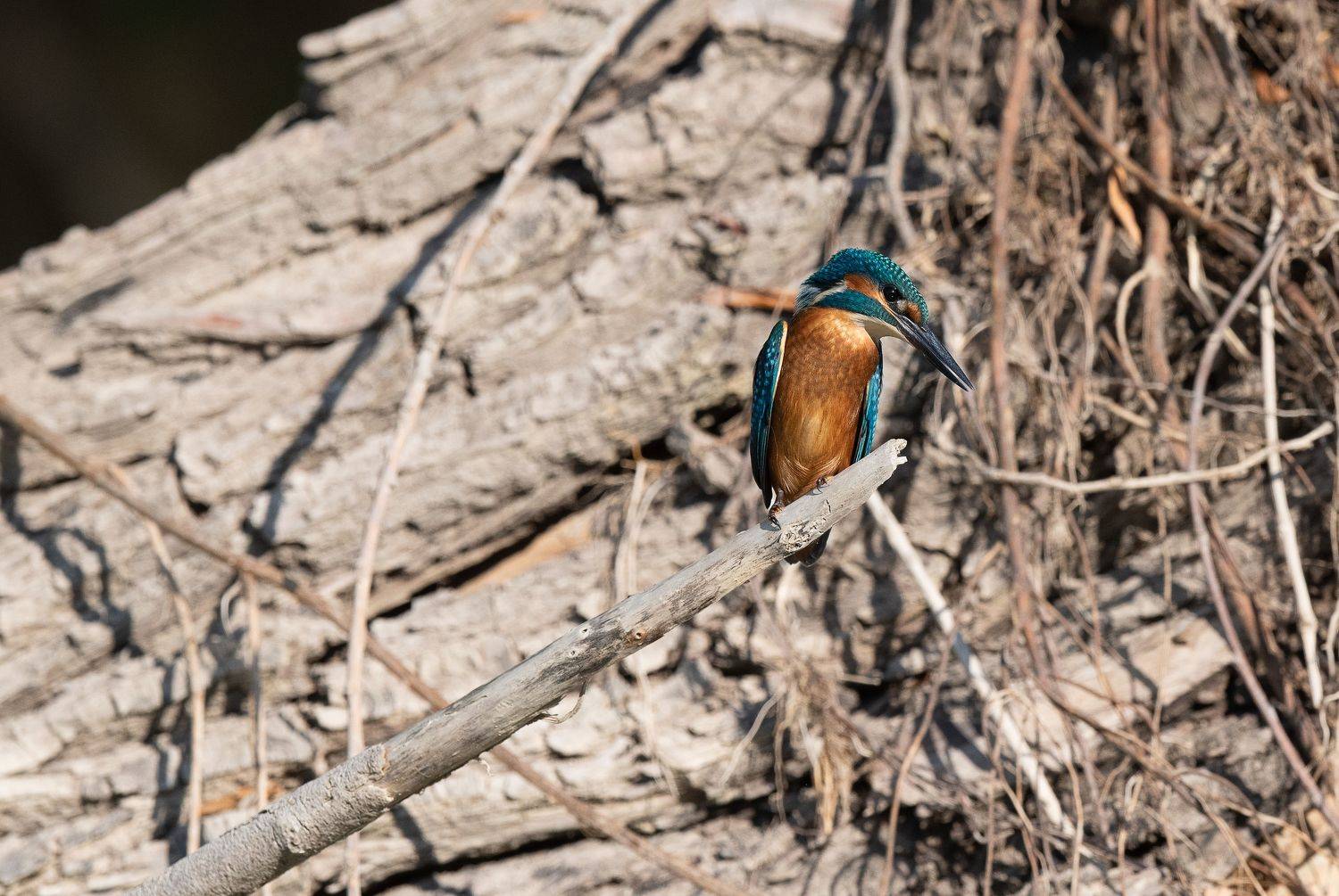 King Fish, Santino Caruso