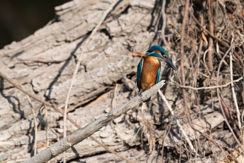 King Fish King Fish фото превью