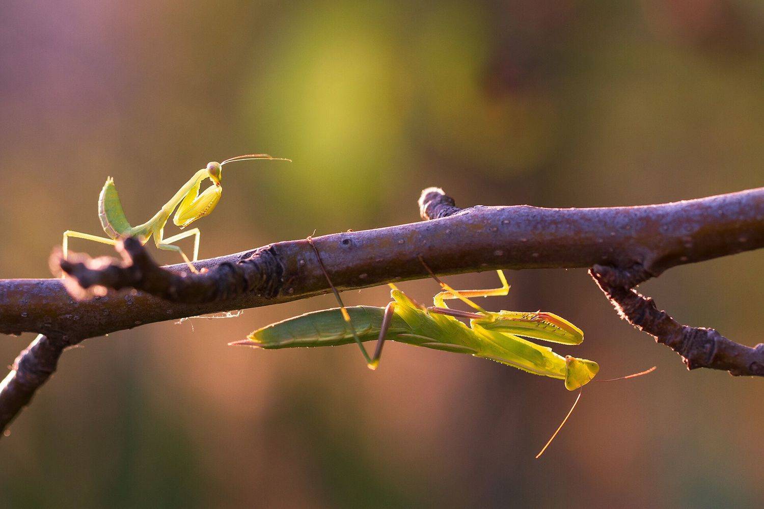 богомолы, Станка Петрова