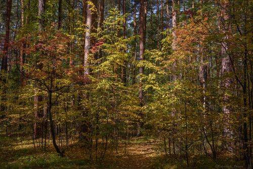 В начале сентября
