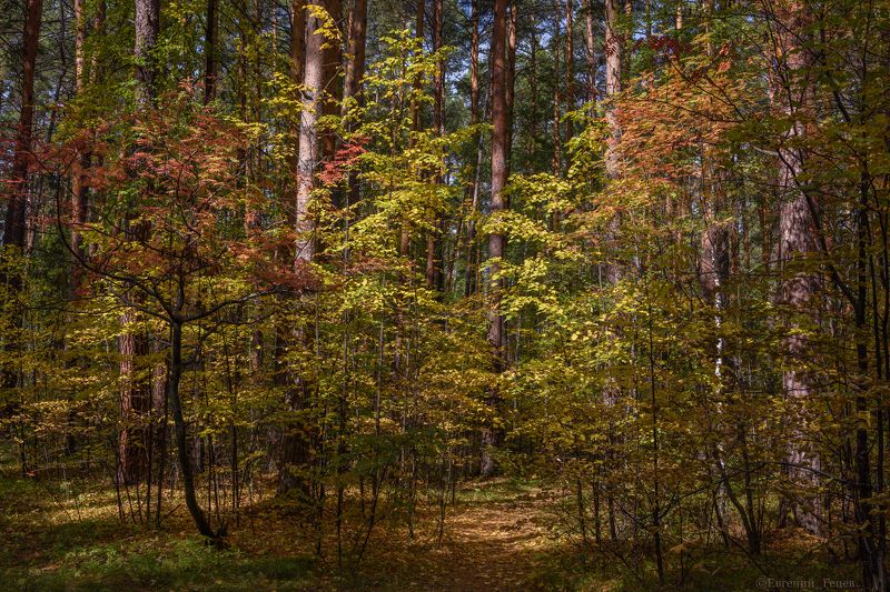 пейзаж, осень, лес, деревья В начале сентября фото превью