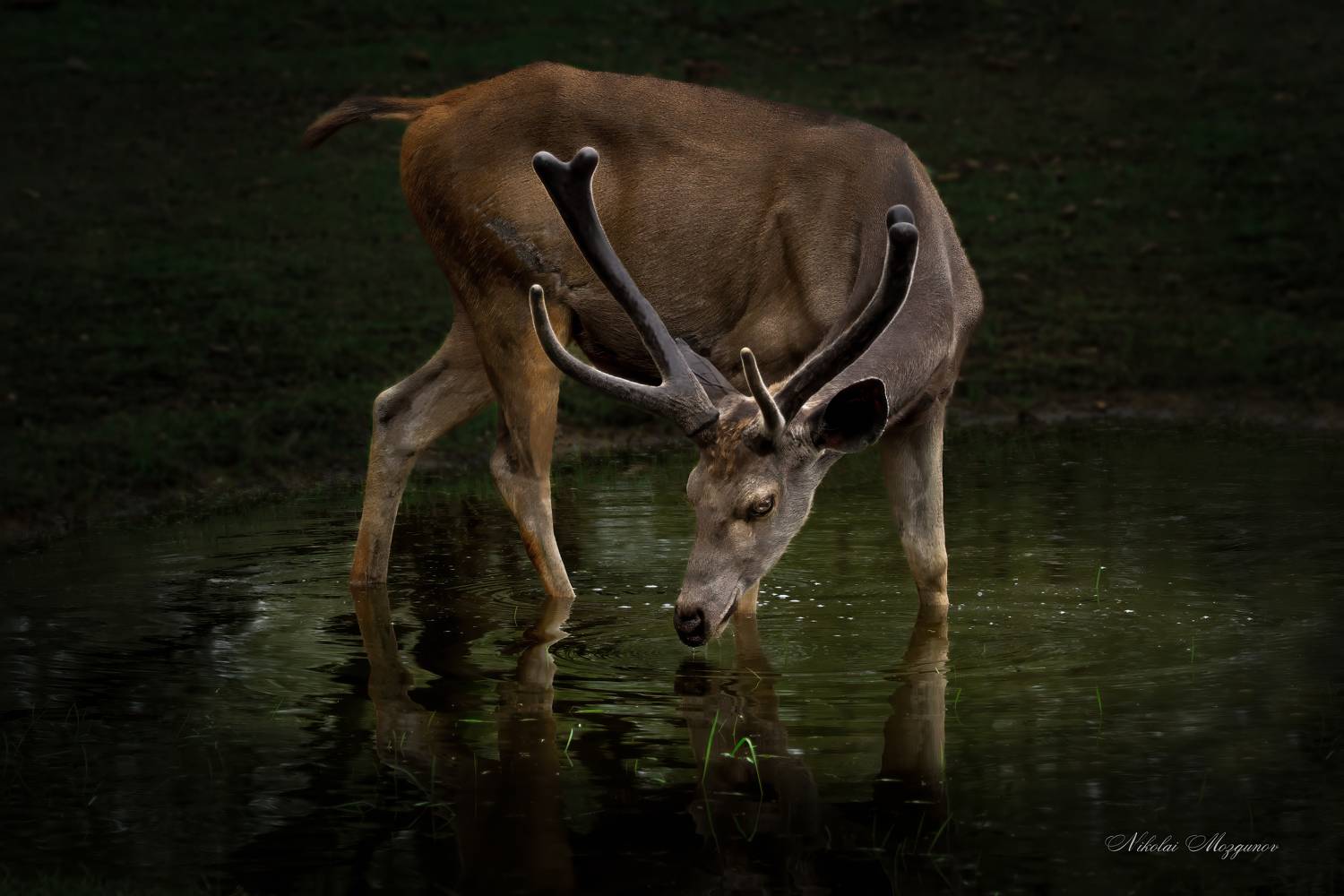 , Николай Мозгунов