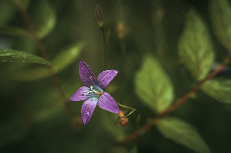 ... фото превью