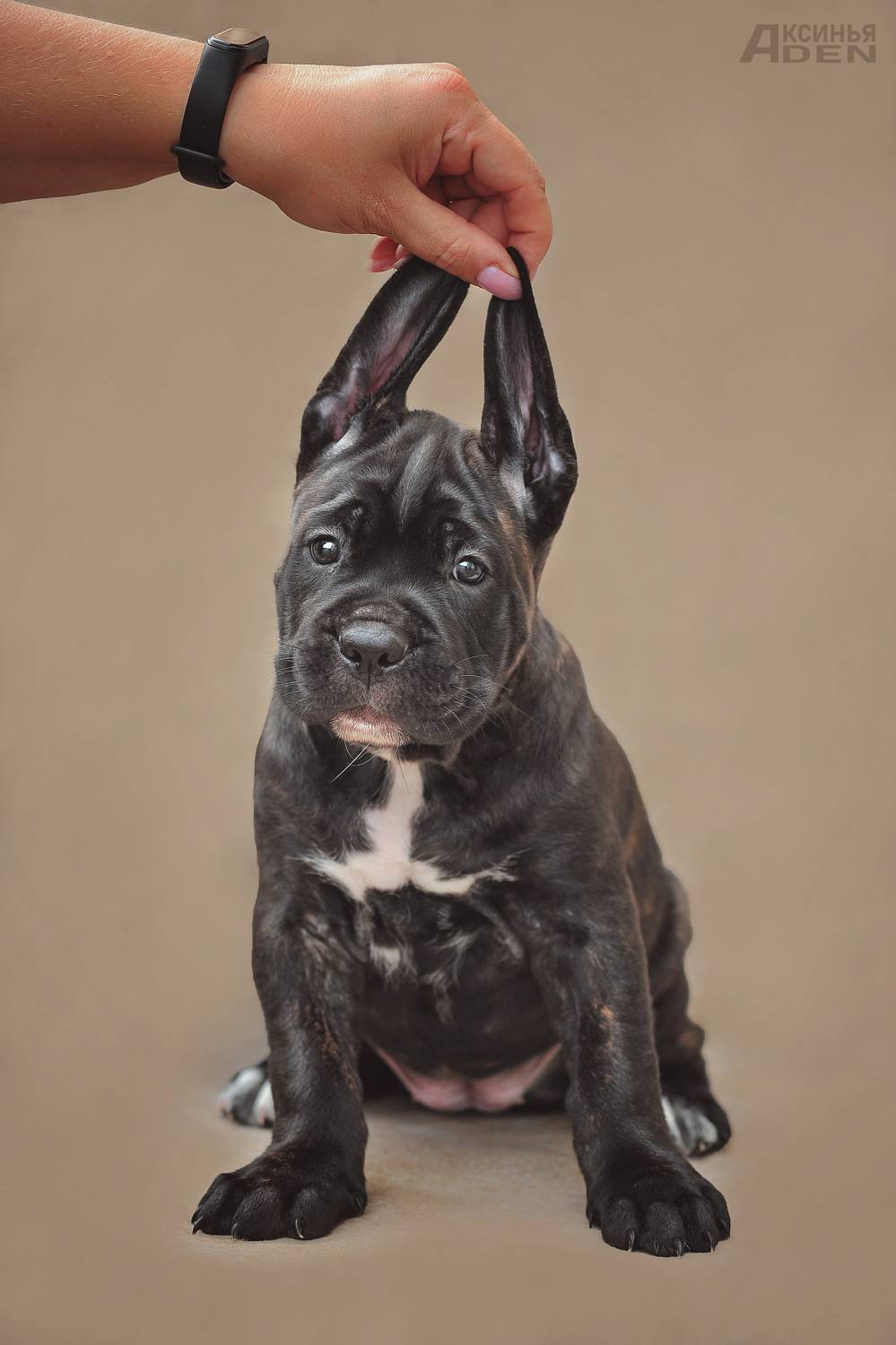 , Лысенкова Аксинья