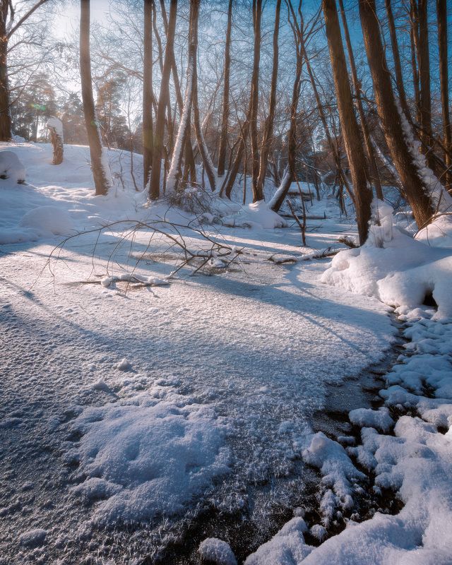 Панорама зимнего леса фото превью