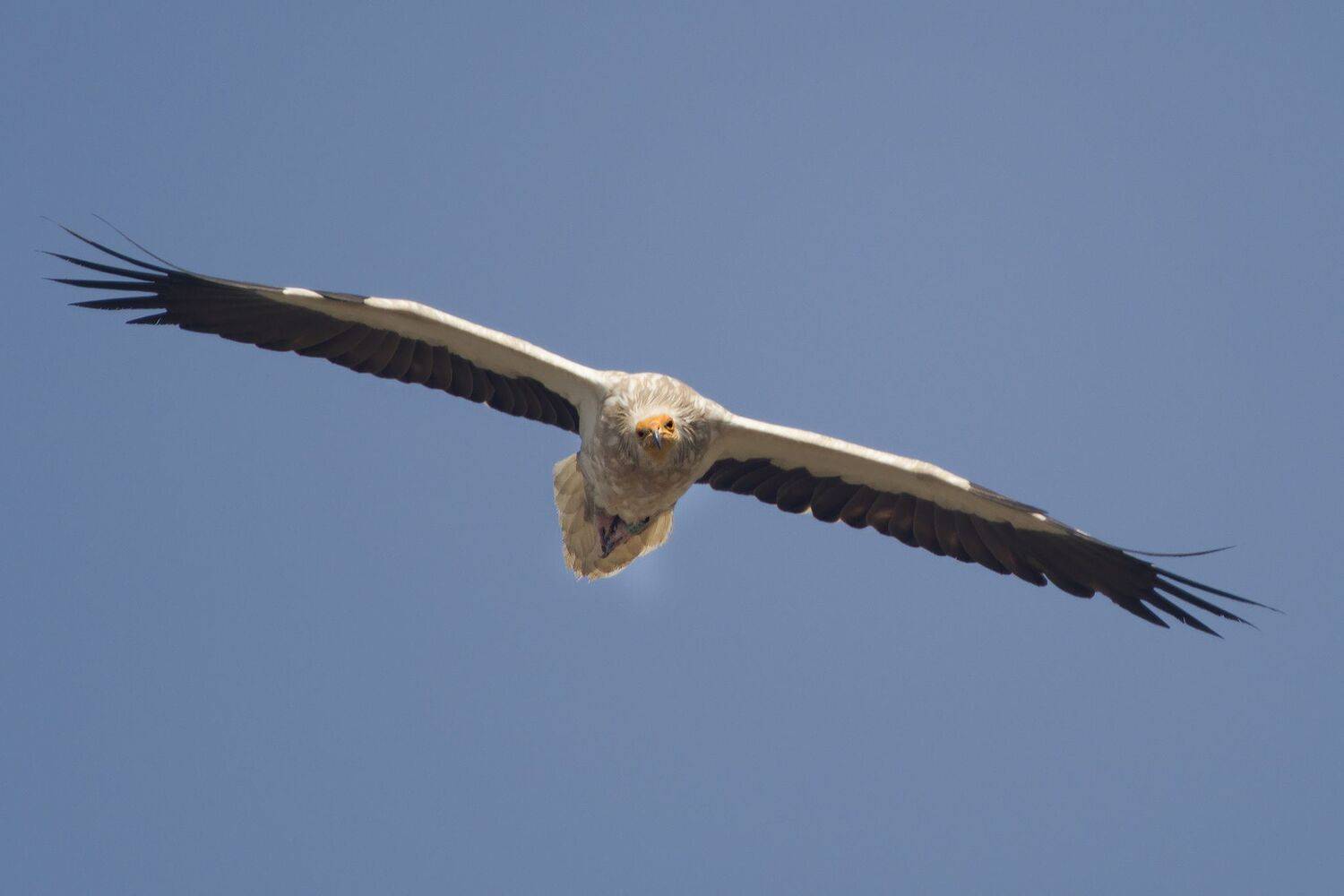 , Евгени Стефанов